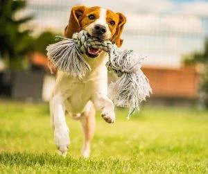 Pet-Friendly Features in Real Estate 
