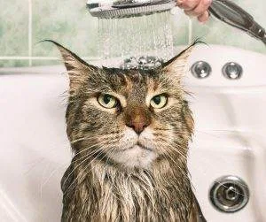 Pet-Friendly Features in Real Estate 
