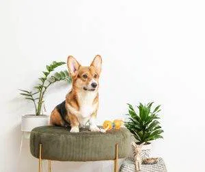 Pet-Friendly Features in Real Estate 