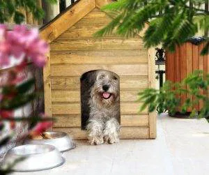 Pet-Friendly Features in Real Estate 